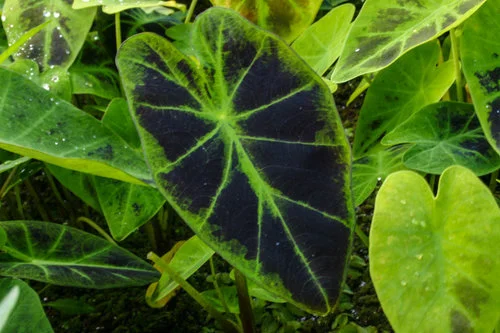 Taro, Imperial 2in pot — Eddie's Aquarium Centre | Aquarium Store